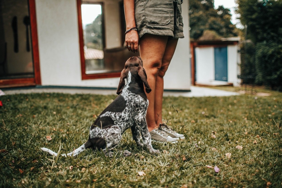 Three Easy Commands Your Pet is Sure to Listen to and Do - The California Beach Co.