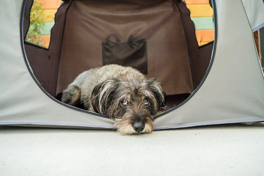 10 Things Only Dog Owners Will Understand