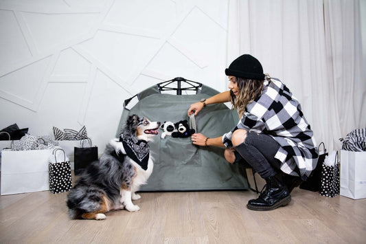 Why Your Dog Acts Different During the Holidays