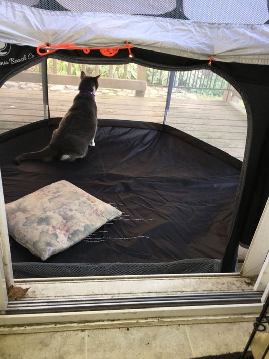 A Pop N Go for my Cat? You’ve Got To Be Kitten - The California Beach Co.