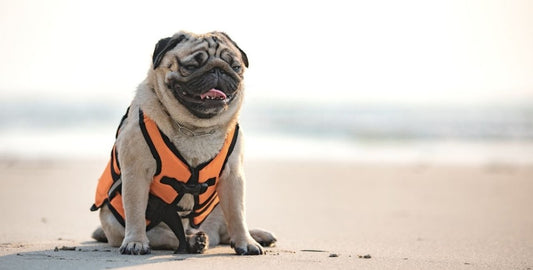 The Best Outdoor Accessories for Your Pet - The California Beach Co.