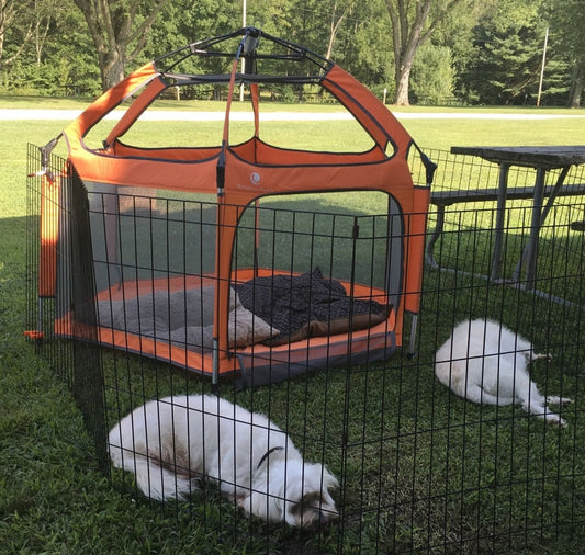 We Think Dog Moms Are Taking Over Our Product…