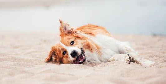 Must-Have Items for a Beach Day With Your Dog