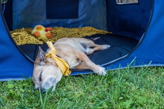 The Pop ‘N Go Pets Mattress and Why You Need It - The California Beach Co.