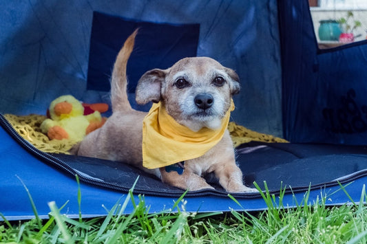 Introducing the Pop N Go Playpen: Pet’s Edition!