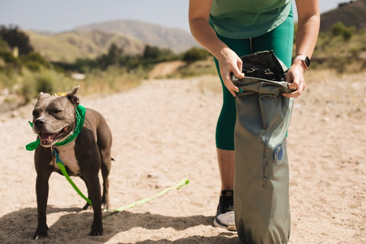 The Camping Essentials for Your Pet: Five Must-Haves