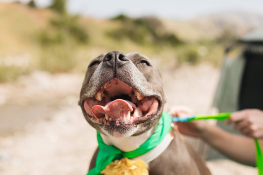 Our Star Pet, Indigo and Her Rescue Story