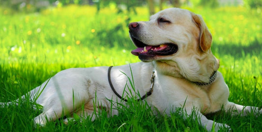 The Best Ways to Protect Your Pet from the Sun - The California Beach Co.