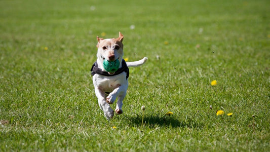 How to Keep Your Dog Out of Mischief When Outside