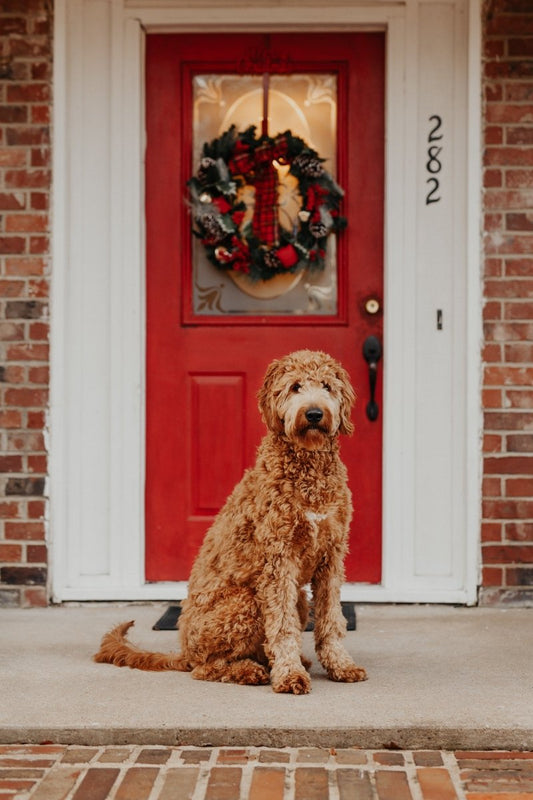 Make These Holiday Treats for Your Dog