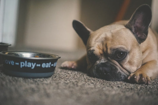 How To Stop Your Dog From Begging