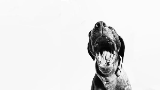 Do Dogs Have Horoscopes? See What Your Canine’s Sign Says About Them
