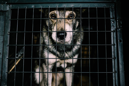 10 Reasons Now is the Perfect Time to Adopt a Pet