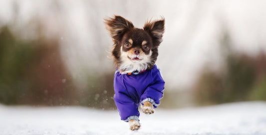 Ways To Keep Your Pup Warm When Playing Outside This Winter