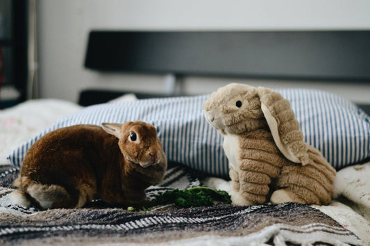 Our Pet Playpens Aren’t Limited to Just Cats and Dogs