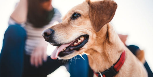 Top Tips for Camping With Your Pet