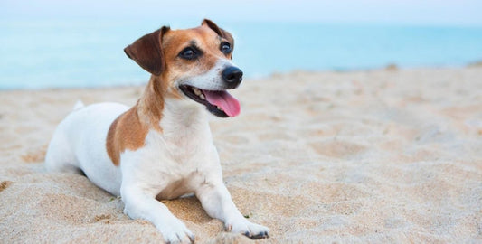 How To Keep Your Pet Safe at The Beach - The California Beach Co.