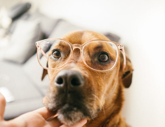 Do You Know How Well Your Dog Knows You?